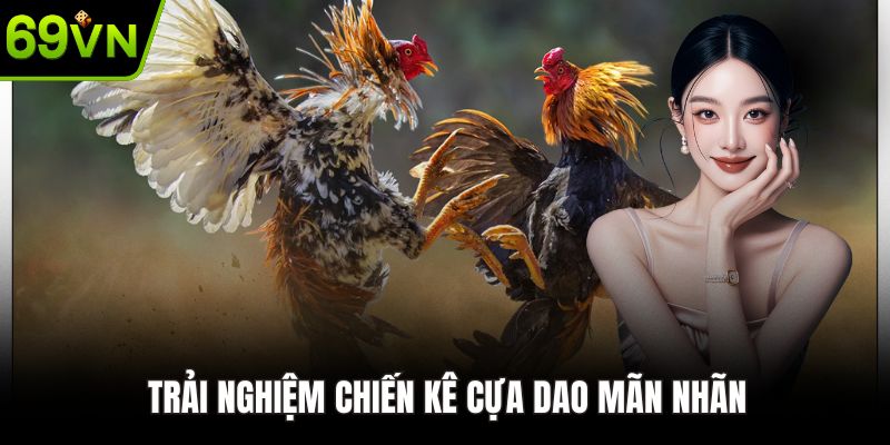 Trải nghiệm chiến kê cựa dao mãn nhãn